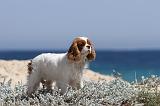CAVALIER KING CHARLES 102